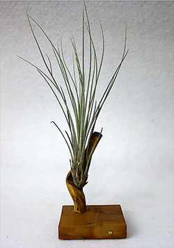Tillandsia juncea