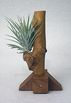 Tillandsia kammii