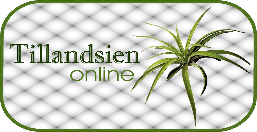 Tillandsien Online